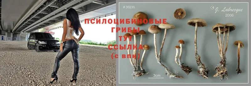 даркнет сайт  Дно  Псилоцибиновые грибы MAGIC MUSHROOMS 